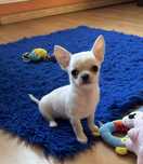 Chihuahua krótkowłosy piesek FCI