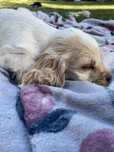 Szczeniak cocker Spaniel piesek