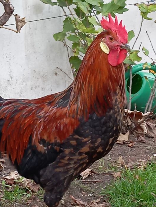 Kogut mix Włoszka Kuropatwiana + Tęczanka Czernichowska