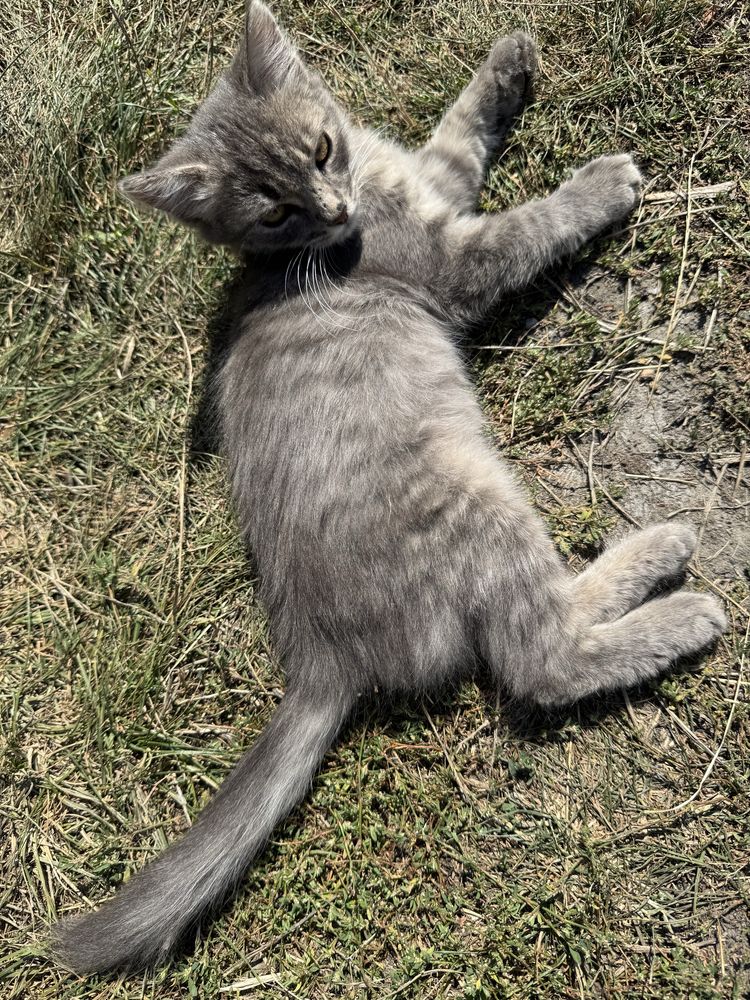 Котик безкоштовно