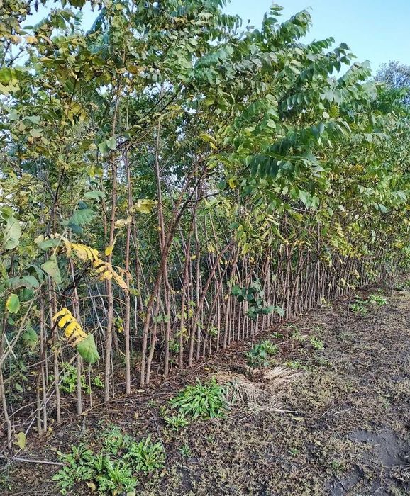 Чорний горіх (5-річні саджанці)