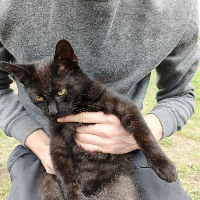 Młody kocur za darmo