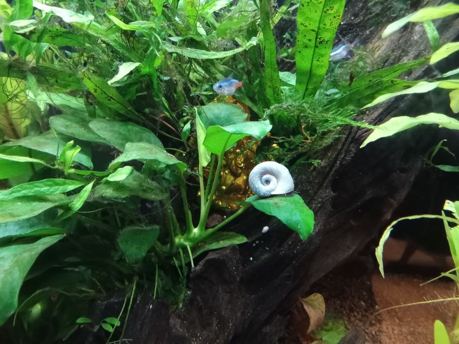 Caracóis Planorbis , posso trocar por camarões