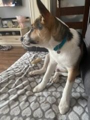 Szczeniaczek do adopcji