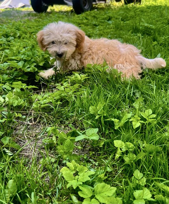 Maltipoo F1 Suczka