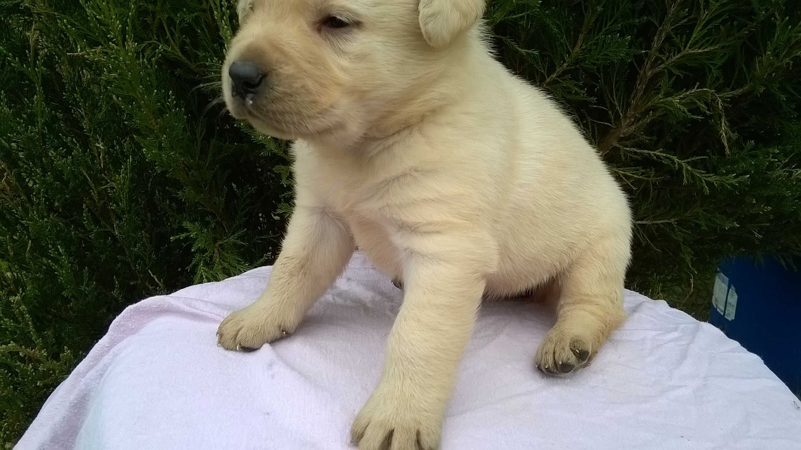 Szczenię Labrador Retriever tel.-5.7.5.0.2.0.3.9.