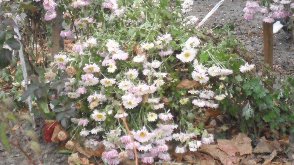 Хризантема среднецветковая в емкостях ( укорененная ) и другие цветьі