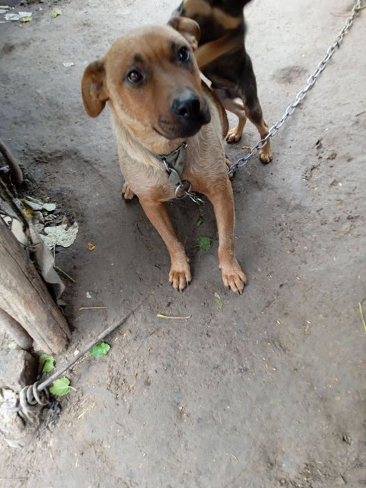 Маємо гібридну породу собак