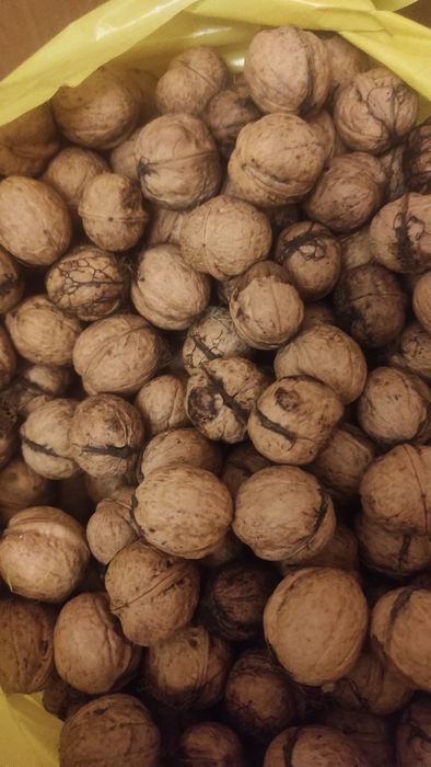 Orzechy włoskie z tegorocznego zbioru.