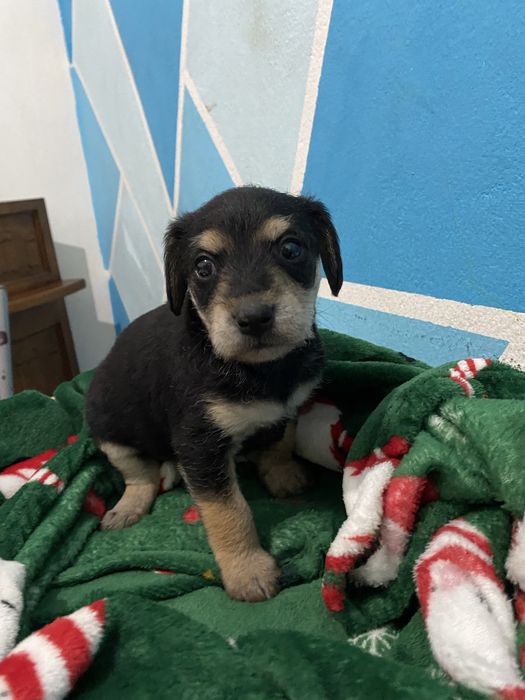 Cão para adoção