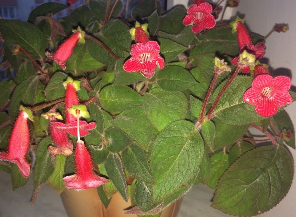 Колерія – пухнасті дзвіночки, фіалки