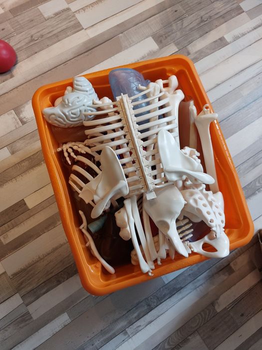 Kostek kosciotrup szkielet człowieka z gazetek