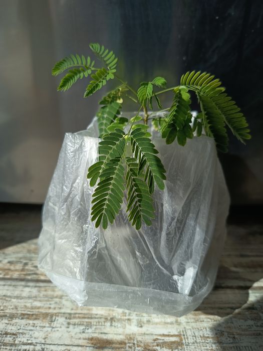 Альбиция в Одессе