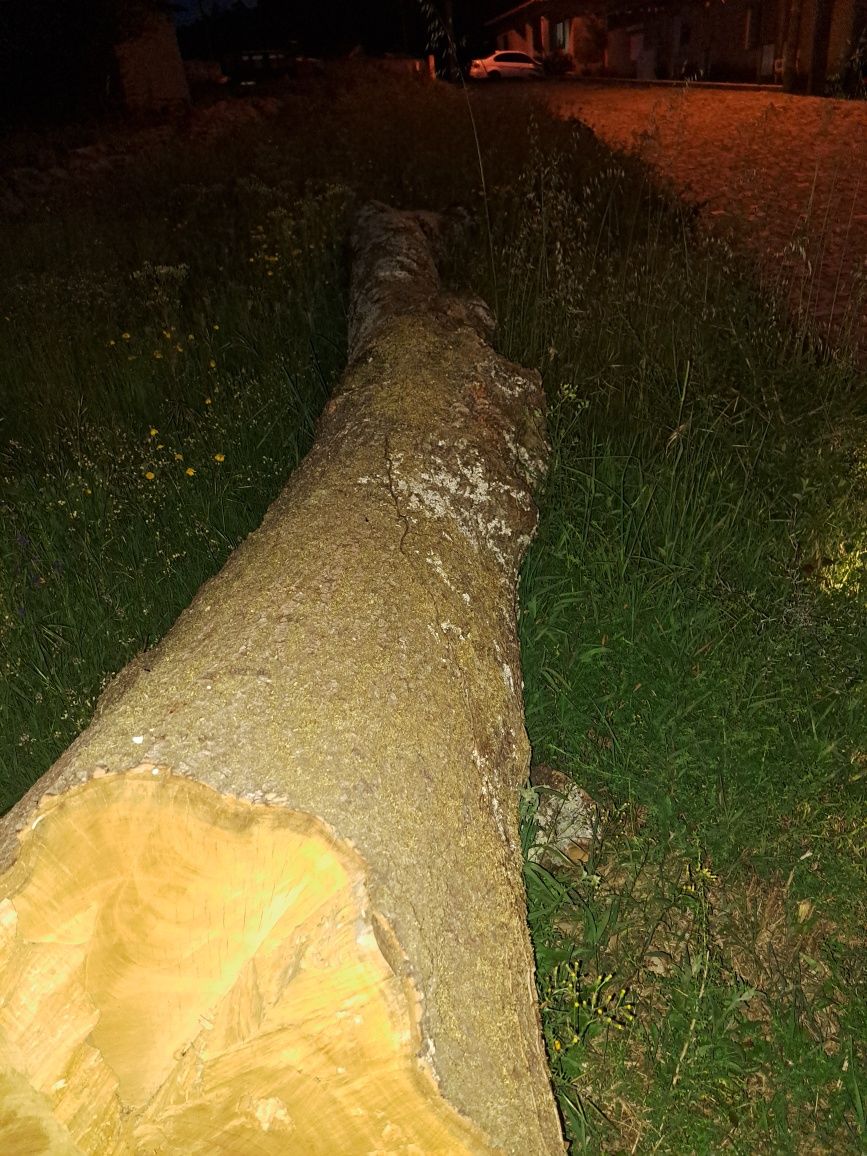 Tronco de castanheiro