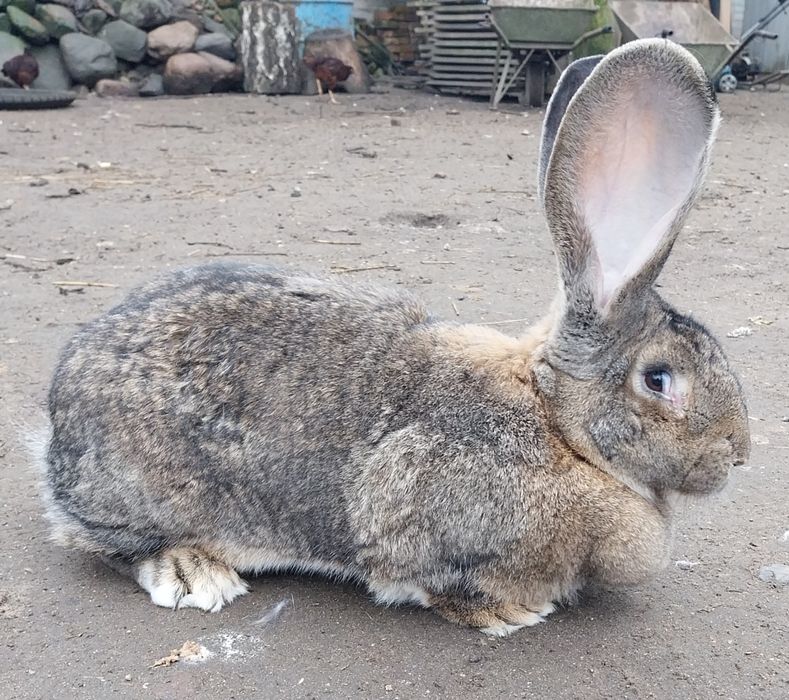 Samice olbrzym belgijski szary 2024r