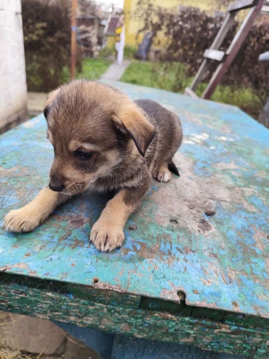 Цуценят в родину