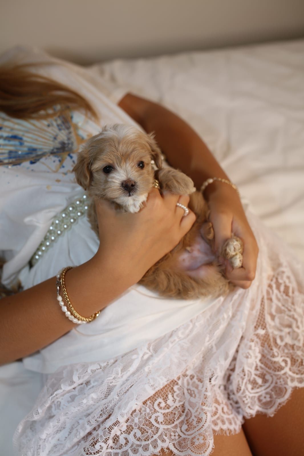 Мальтіпу міні хлопчик ф1, мини мальчик мальтипу, maltipoo mini male f1
