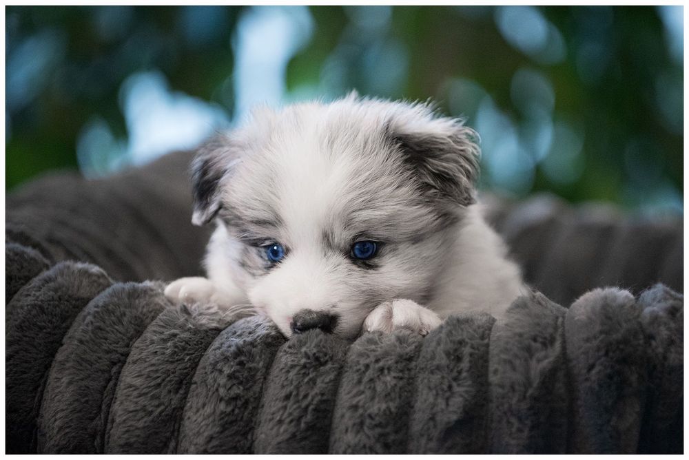 Border Collie Blue Merle FCI ZKwP