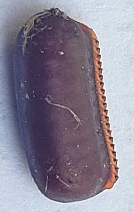 Jaja karaczana tureckiego ooteki karaczan turecki.