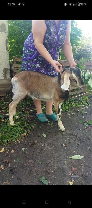 Козлик заано- нубиец,на племя