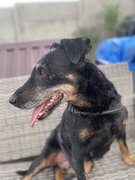 Suczka ok 4 letnia za darmo do adopcji