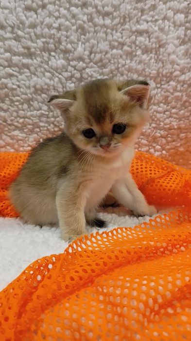 Шотландська золота шиншила прямовухі висловухі котята хлопчик дівчинка