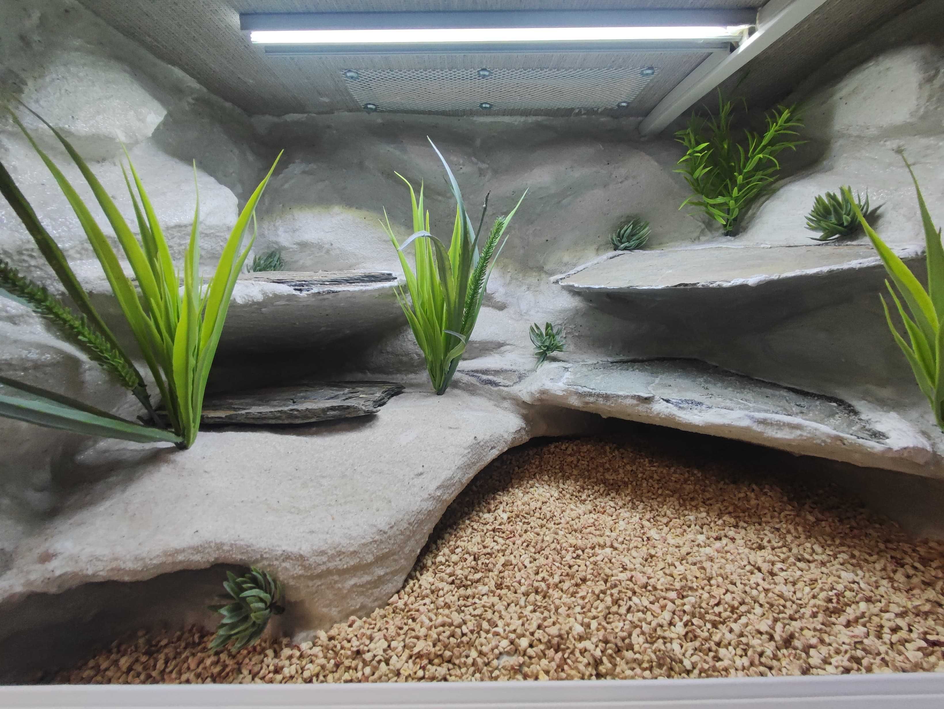 Terrarium pustynne nr711 60/40/40 dla gekona lamparciego DOSTĘPNE