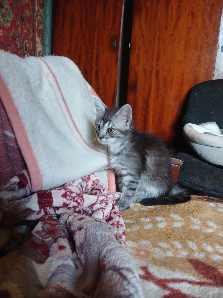 Отдам в хорошие руки котенка