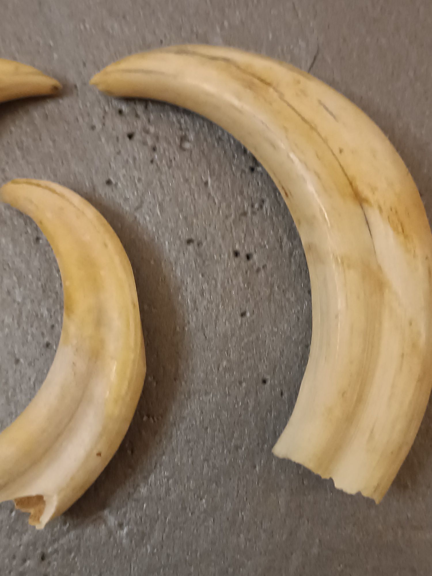 Dentes/presas javali
