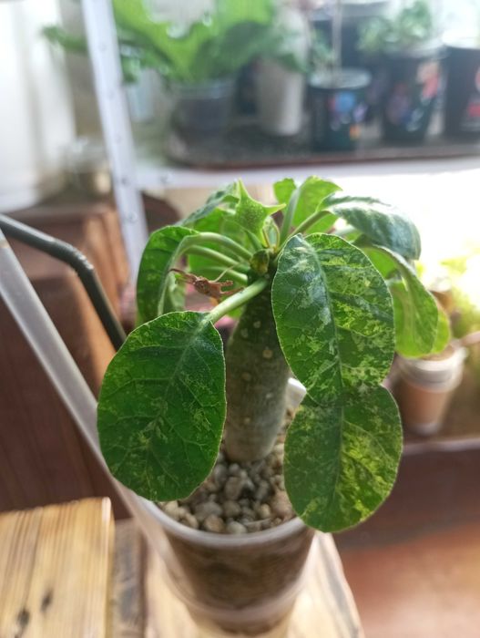 Дорстенія варієгатна / dorstenia foetida variegata