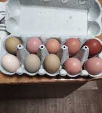 Продаються інкубаційні яйця мішаних курочок