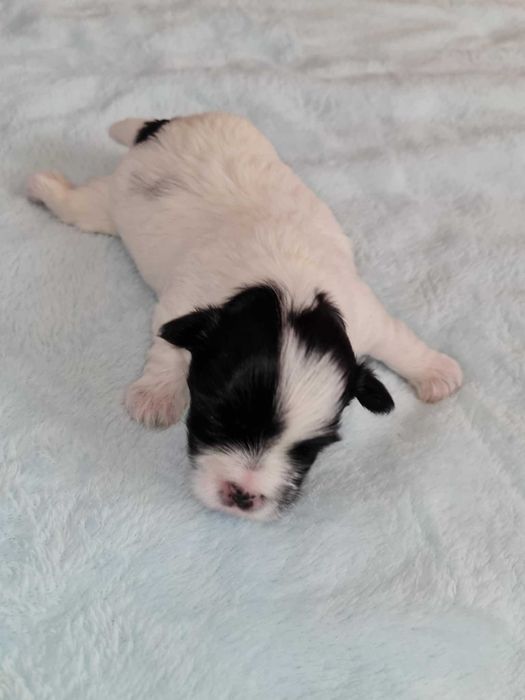 Yorkshire terrier biewer