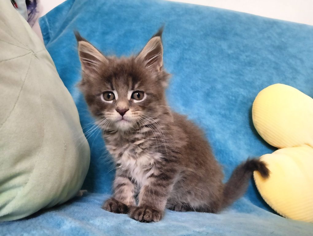 Maine coon masywna niebieska pręgowana koteczka z rodowodem FPL