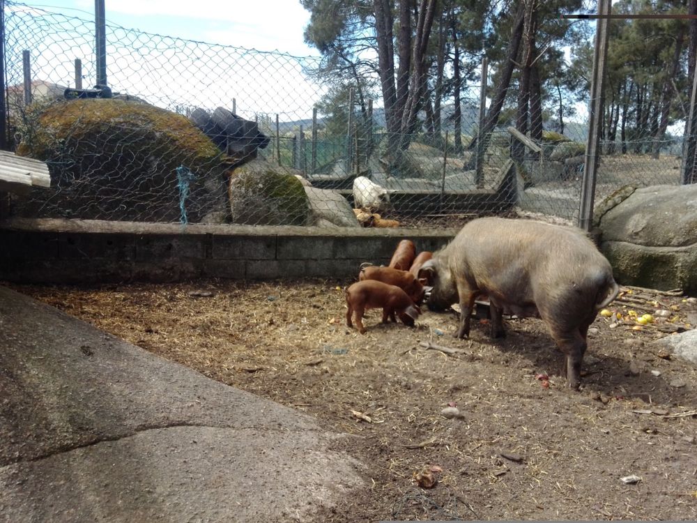 Vendo leitões de campo