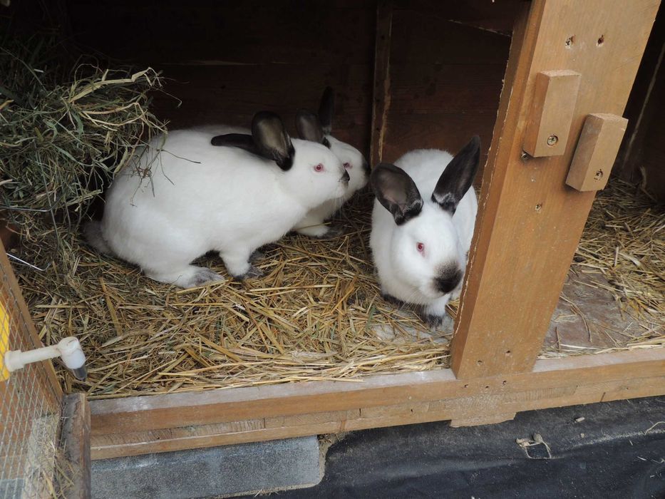 samica królika kalifornijskiego