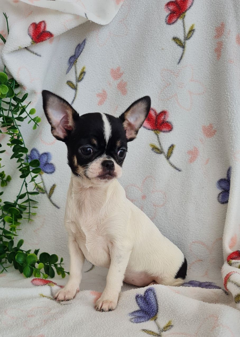 Excelente Chihuahua. Linhagem Russa de Qualidade