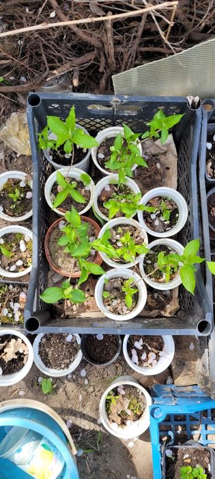 Вейгела рожева, саджанці.