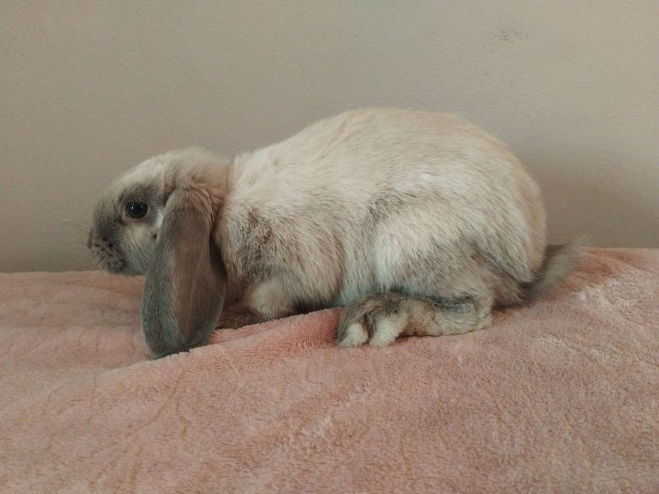 sprzedam dwa samce mini-lop