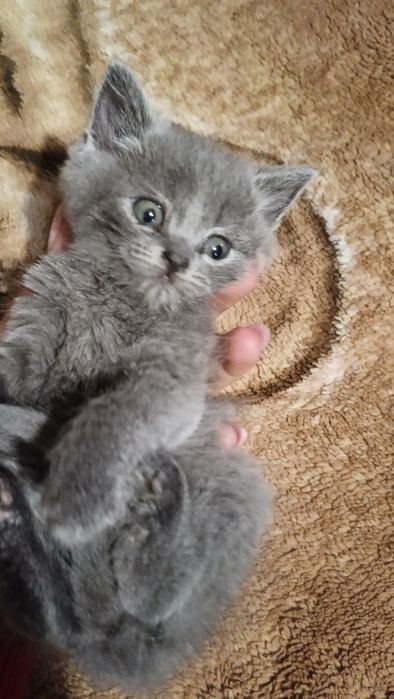 Девочка британская