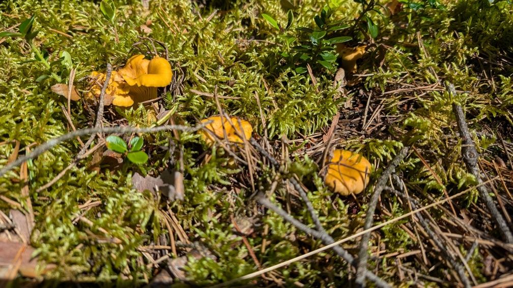 Domek nad jeziorem Jasień w Łupawsku