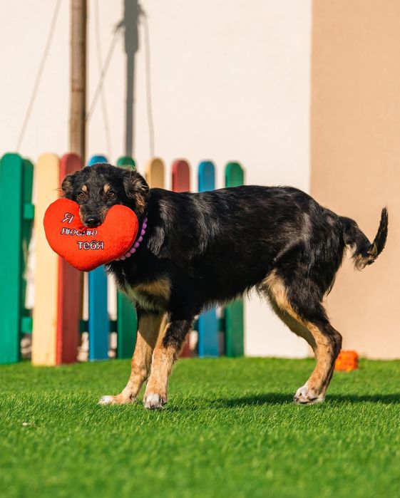 Щенок бесплатно в добрые руки