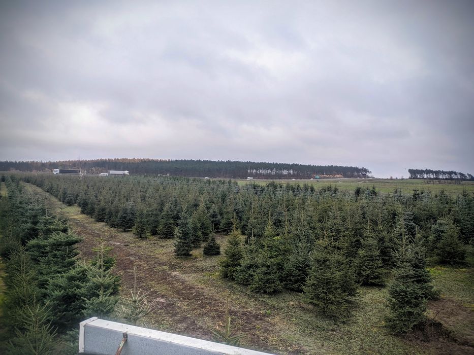 Detal Okolice Bydgoszczy Plantacja choinki Jodła kaukaska Świerk
