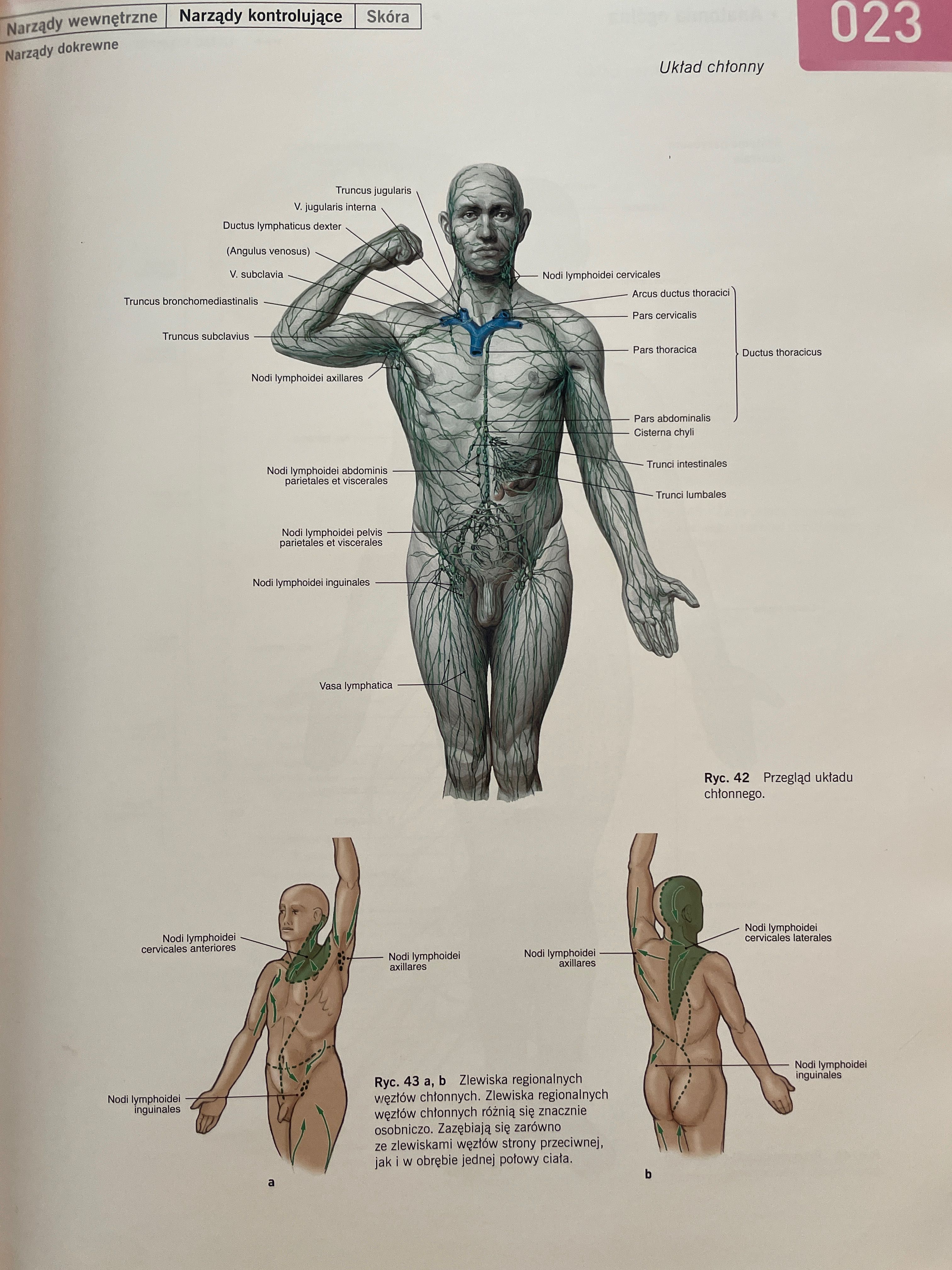 Sobotta Atlas Anatomiczny tom 1 i 2 wydanie 3 + tabele ANATOMIA