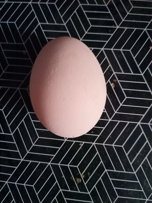 Jajka od kur wiejskich