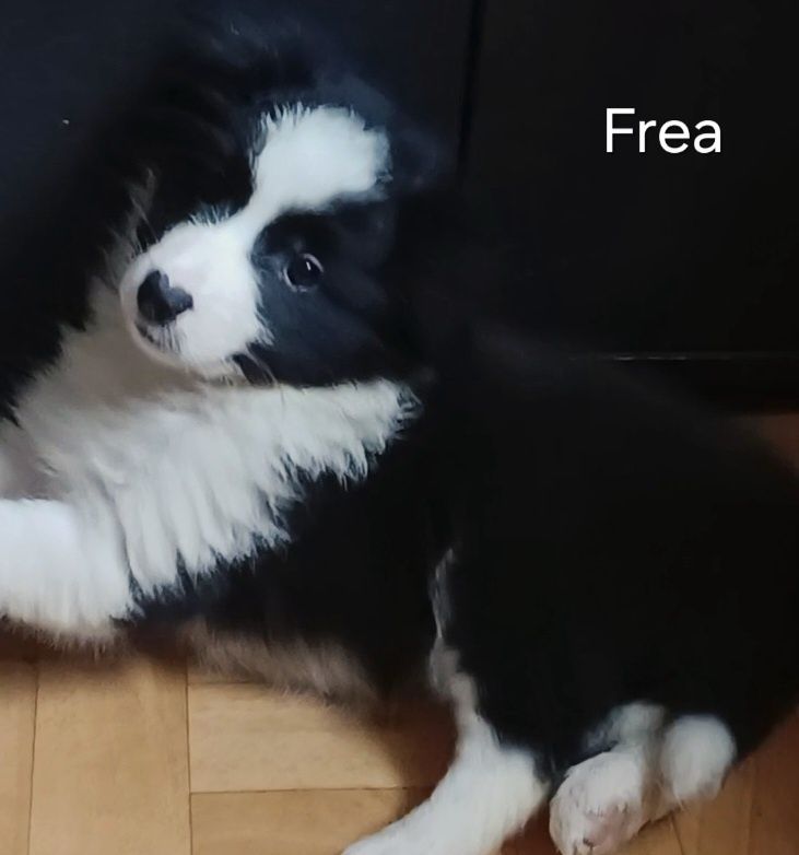 Frea, sunia Border Collie