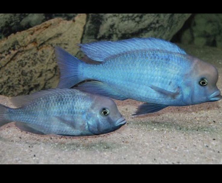 Цихліда голубий дельфін стая 6 шт