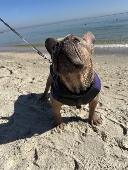 Бесплатно в добрые руки французкий бульдог