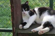 076257 Fiona  do adopcji