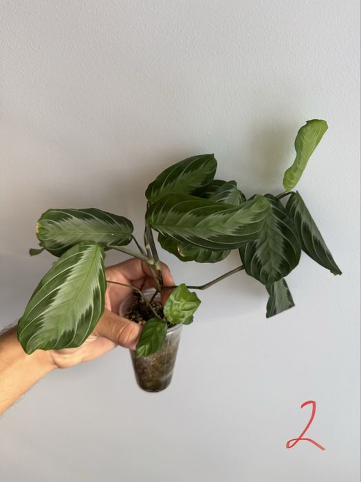 REZERWACJANadwyzka roslin raphidophora, monstera, maranta silver band,