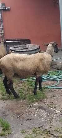 Vendo ovelha de raça suffolk, muito boa de alimentar,